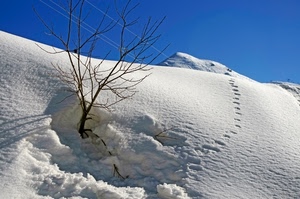 neve, albero, orme, inverno, cielo, montagna, bianco, alberello, bianca