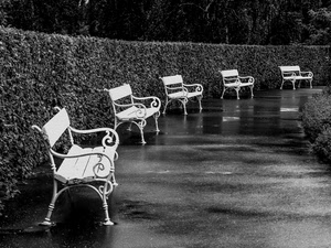 panchine, siepe, bianconero, pioggia, bianco, cinque, parco, bianche, viale