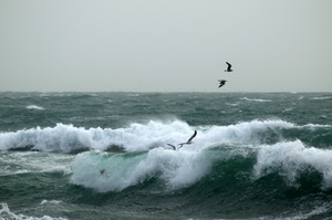 mare, onde, uccelli, acqua, gabbiani, cielo, schiuma