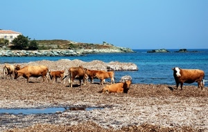 mucche, mare, casa, azzurro, animali, alberi, acqua, cielo, bovini, scogli, pascolo, verde, pietre, alghe, vacche, finestre, spiaggia