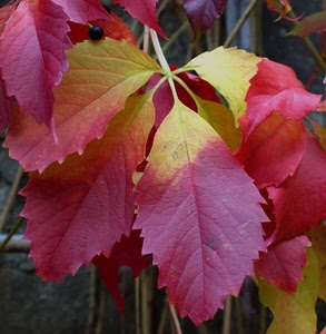 foglie, rosso, autunno, giallo, colori, nervature, bacca, macro, bacche