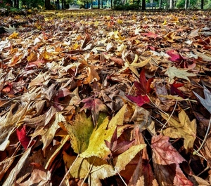 foglie, autunno, giallo, rosso, tappeto, distesa, marrone, panchina, cadute, bosco