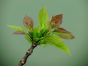 foglie, verde, ramo, natura, pianta, germoglio, rosso
