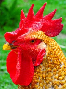 cresta, rosso, gallo, becco, piume, giallo, bargigli, occhio, animale