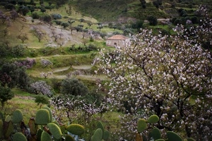 fiori, cactus, casa, albero, primavera, campagna, verde, paesaggio, alberi, collina, panorama, natura, piante