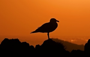 uccello, gabbiano, tramonto, controluce, arancione, silhouette, becco, nero, arancio, cielo, profilo, zampe, rosso, rocce