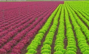 verde, insalata, prospettiva, rosso, verdura, ortaggi, terra, file, colori, campi, campo, bordeaux, parallele, linee, agricoltura, solchi, rossa, viola, filari, coltivazione, coltivazioni, rosa
