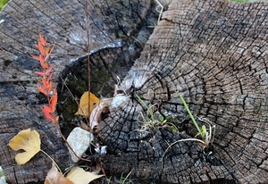 tronco, foglie, legno, erba, cerchi, giallo, verde, albero, arancione, piante, vecchio, natura, sezione, fessure
