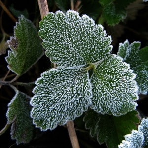 foglie, verde, brina, bianco, rami, pianta, freddo