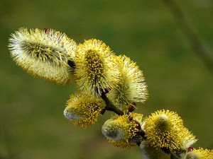 natura, fiori, giallo, ramo, verde, pianta, primavera, macro, boccioli, sfocato, germogli