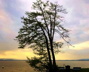 cielo, albero, nuvole, lago, rami, tramonto, panchine, acqua, alberi, mare, alba, foglie, colline, giallo