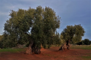 alberi, ulivi, cielo, verde, terra, tronchi, foglie, campagna, azzurro, rami, erba, ulivo, rosso, marrone, campo