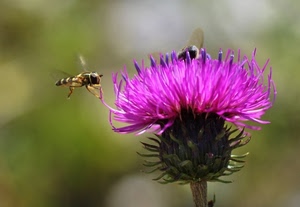 fiore, sfocato, api, ali, insetti, petali, verde, viola, rosa, ape, stelo, vespe, cardo, animali, natura, macro, insetto