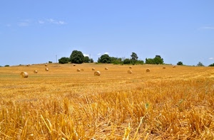 alberi, giallo, verde, balle, cielo, grano, paglia, campo, campagna, azzurro, oro, fieno, covoni, collina, estate