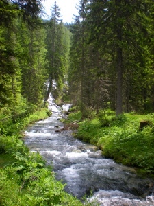alberi, acqua, torrente, verde, fiume, bosco, abeti, montagna, prato, ruscello